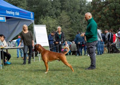 SwissBoxer-DogShow-2019-©BoxerClubGVA-(102)