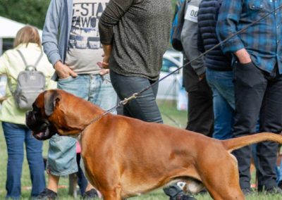 SwissBoxer-DogShow-2019-©BoxerClubGVA-(116)