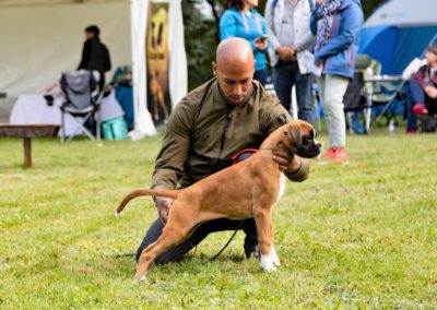 SwissBoxer-DogShow-2019-©BoxerClubGVA-(148)