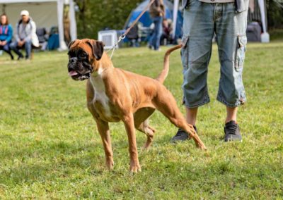 SwissBoxer-DogShow-2019-©BoxerClubGVA-(153)