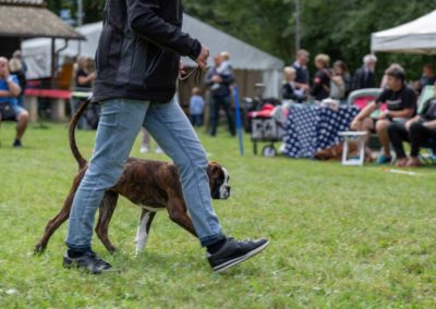 SwissBoxer-DogShow-2019-©BoxerClubGVA-(179)