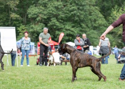 SwissBoxer-DogShow-2019-©BoxerClubGVA-(207)