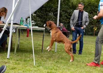 SwissBoxer-DogShow-2019-©BoxerClubGVA-(242)