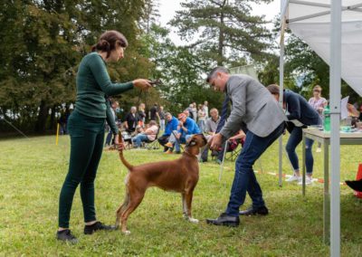 SwissBoxer-DogShow-2019-©BoxerClubGVA-(274)
