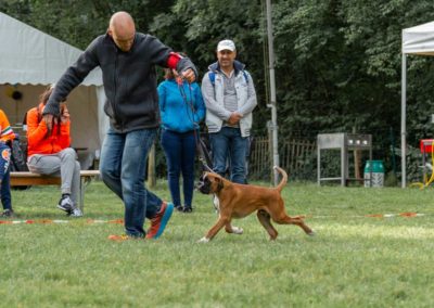 SwissBoxer-DogShow-2019-©BoxerClubGVA-(31)