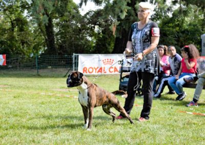 SwissBoxer-DogShow-2019-©BoxerClubGVA-(318)