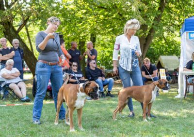 SwissBoxer-DogShow-2019-©BoxerClubGVA-(356)