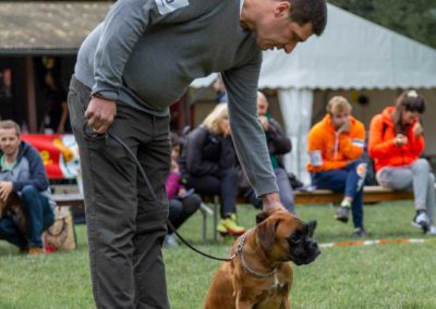 SwissBoxer-DogShow-2019-©BoxerClubGVA-(36)
