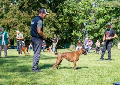 SwissBoxer-DogShow-2019-©BoxerClubGVA-(374)