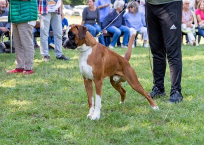 SwissBoxer-DogShow-2019-©BoxerClubGVA-(415)