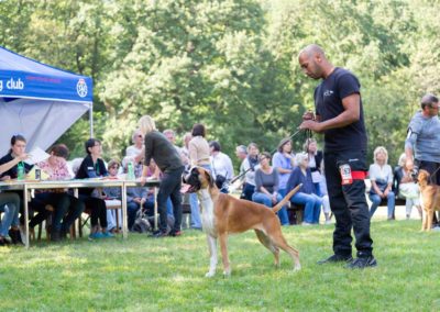 SwissBoxer-DogShow-2019-©BoxerClubGVA-(424)