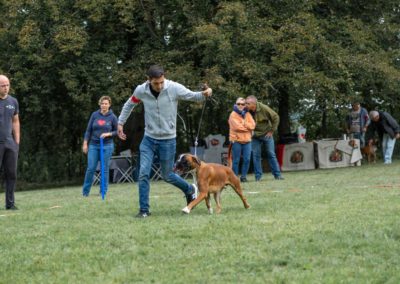 SwissBoxer-DogShow-2019-©BoxerClubGVA-(44)