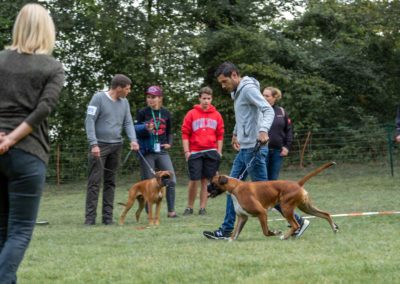 SwissBoxer-DogShow-2019-©BoxerClubGVA-(45)