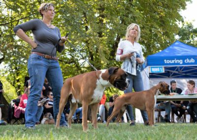 SwissBoxer-DogShow-2019-©BoxerClubGVA-(465)