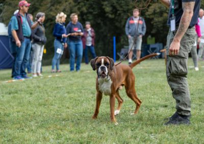 SwissBoxer-DogShow-2019-©BoxerClubGVA-(49)