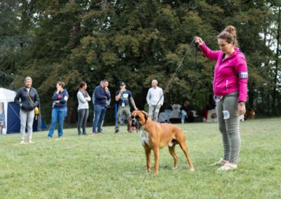 SwissBoxer-DogShow-2019-©BoxerClubGVA-(56)