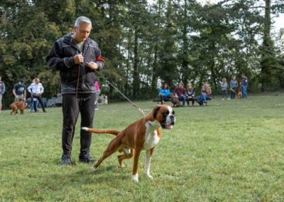 SwissBoxer-DogShow-2019-©BoxerClubGVA-(58)