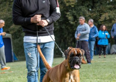 SwissBoxer-DogShow-2019-©BoxerClubGVA-(66)