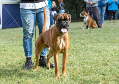 SwissBoxer-DogShow-2019-©BoxerClubGVA-(67)