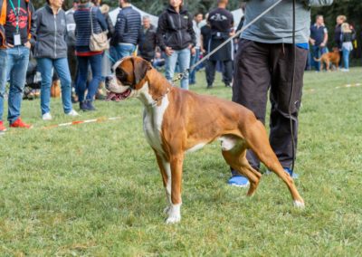 SwissBoxer-DogShow-2019-©BoxerClubGVA-(78)