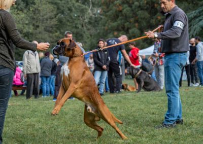 SwissBoxer-DogShow-2019-©BoxerClubGVA-(92)